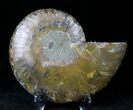 Agatized Ammonite Fossil (Half) #19832-1